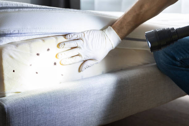 Best Residential Pest Control  in Brentwood, NY