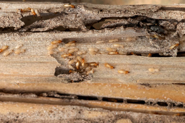 Pest Prevention Services in Brentwood, NY