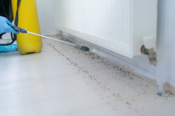 Best Best Pest Control Companies  in Brentwood, NY